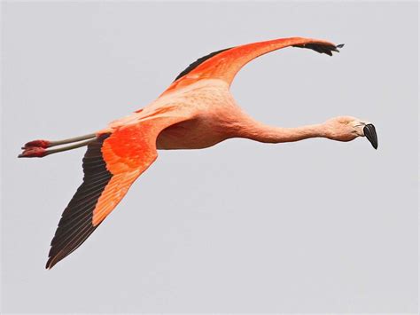 Chilean Flamingo - eBird
