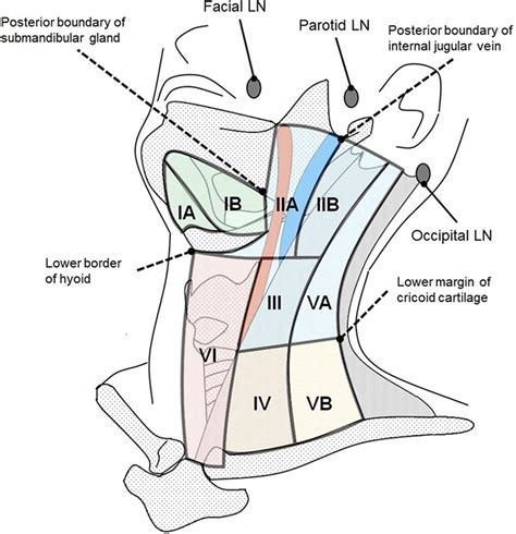 Imaging Approach for Cervical Lymph Node Metastases from Unknown Primary Tumor | RadioGraphics