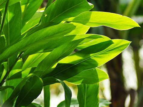 Ginger Plant Photos at Mary Langan blog