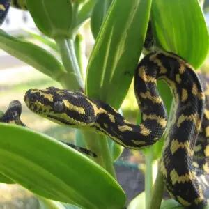 Adult Female Jungle Carpet Python 的图像结果