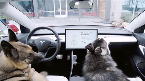 Tesla introduces 'Dog Mode' to keep pets cool inside the car