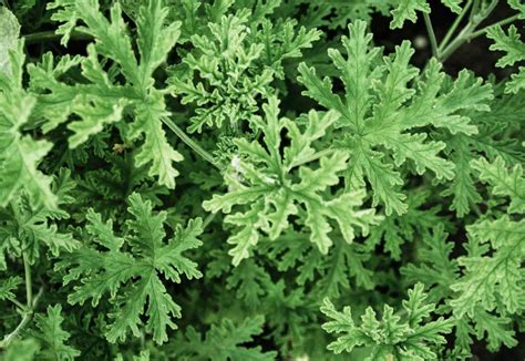 How To Grow And Care For A Citronella Plant