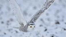 Winter Snowy Owl Wallpaper by Snowy Owl Wallpapers Wallpaper Cave Winter Snowy Owl Wallpaper
