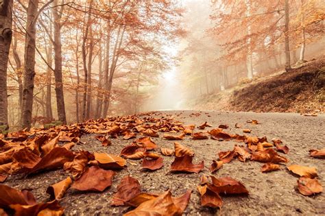 美しい秋の自然写真のHD壁紙プレビュー | 10wallpaper.com