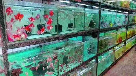 Aquarium Shops near me in Hyderabad - IndiaOnline