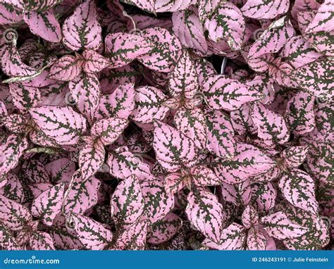 Pink Polka Dot Plants stock image. Image of green, phyllostachya ...