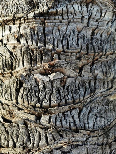 Image result for Date Palm Tree Trunk Rot