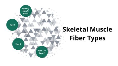Skeletal Muscle Fiber Types by Maddie B on Prezi