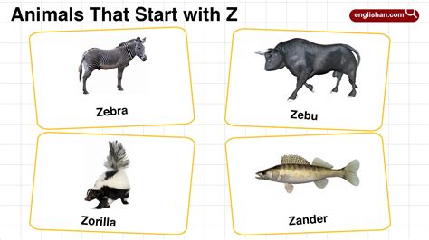 20+ Animals Start with D in English with Pictures