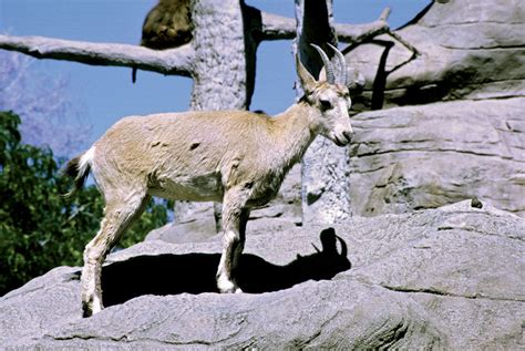 Mountain goat | Adaptations, Habitat & Behavior | Britannica