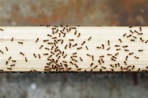 How To Keep Ants Out Of Your Kitchen For Good
