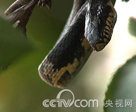 CCTV7神秘黑蛇的财富悬念(2009.7.22/23) - 三农致富经