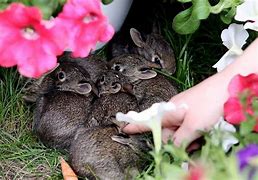 Image result for Mother and Baby Bunny