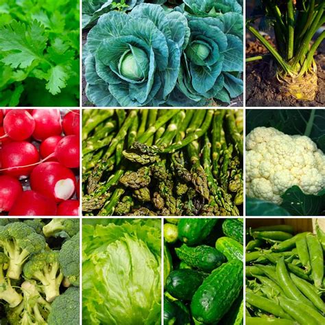 26 Veggies Goats Can Eat that Are Perfectly Safe – Domajax