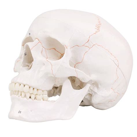 Buy RONTEN Human Skull Model with Newest Laser-Etched Fonts, Life Size ...
