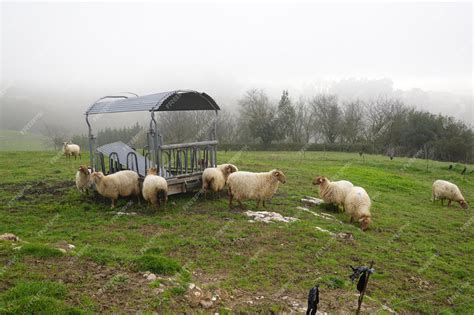 Premium Photo | Flock of sheep in the asturian meadow eating grass in ...