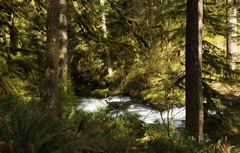 Wallpaper forest, trees, stream, USA, the bushes, Silver Falls National ...