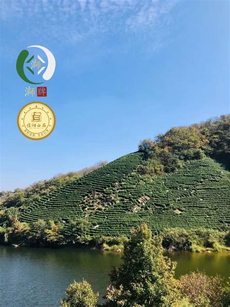 祝贺！信阳市浉河区荣获2022白茶产业统筹发展先行县域 - 知乎