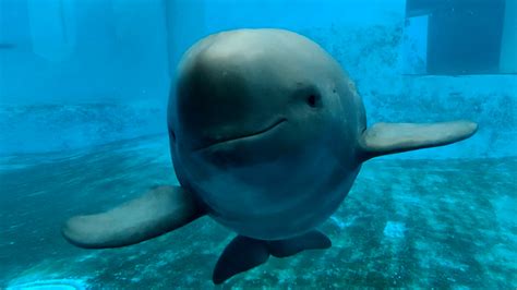 Decades of efforts redeemed in saving Yangtze finless porpoises - CGTN
