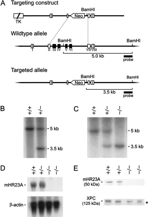 A novel regulation mechanism of DNA repair by damage-induced and RAD23-dependent stabilization ...