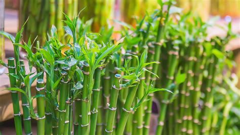 Can You Plant Lucky Bamboo Outside? - GardenProfy