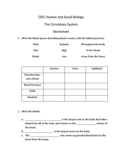 Circulatory System Worksheet | PDF