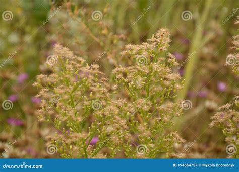 Canadian Horseweed Conyza Canadensis Stock Image - Image of erigeron, leaf: 194664757