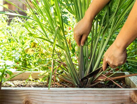 How to Grow Lemongrass - Backyard Boss