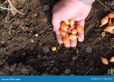 Planting Onion Sets into the Ground. Stock Image - Image of nature ...