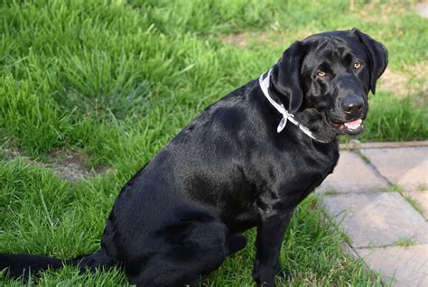 Download Black Labrador Pictures | Wallpapers.com