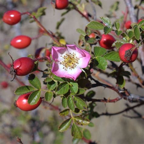 Briar Rose Plant