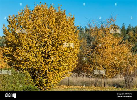 Image result for Hazelnut Hazel Tree