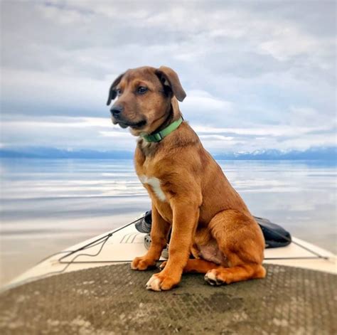 Funny Dogs Clean 的图像结果