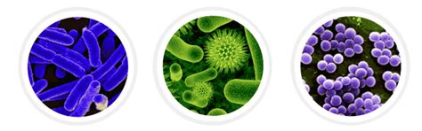 Kingdom Monera, Protista And Fungi - Class 11 PDF Download