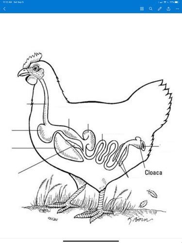 Image result for Chicken Digestive Machanism System