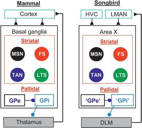 Songbird Predictive Programming 的图像结果