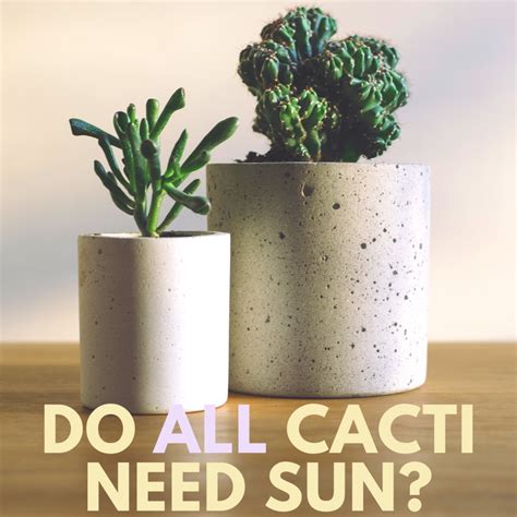 Do Cacti and Succulents Need Direct Sunlight? - Dengarden