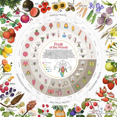 Understanding The Classification Of Fruits Based On Botanical And Culinary Differences