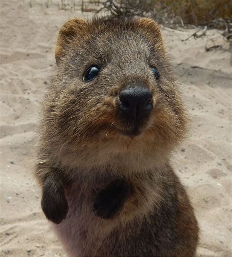 Quokka on Rottnest Island, Western Australia. | Ideas for the House | Pinterest | Quokka ...