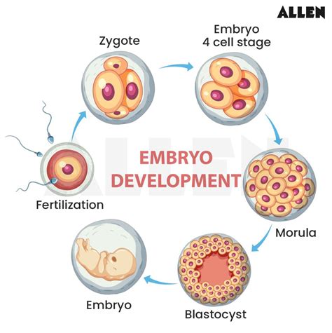 Reproduction in Animals - Class 8 Chapter 6 CBSE Notes