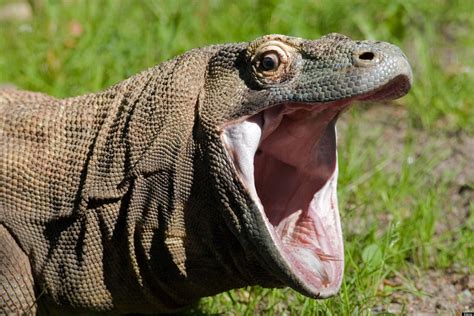 I know they're not related to dinosaurs but Komodo dragons' teeth are normally concealed by ...