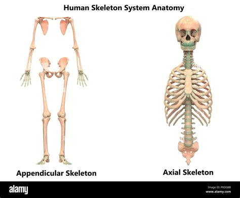 Axial Skeleton High Resolution Stock Photography and Images - Alamy