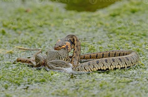 Natrix tesellata. snake hunting frogs in water 51242940 Stock Photo at ...