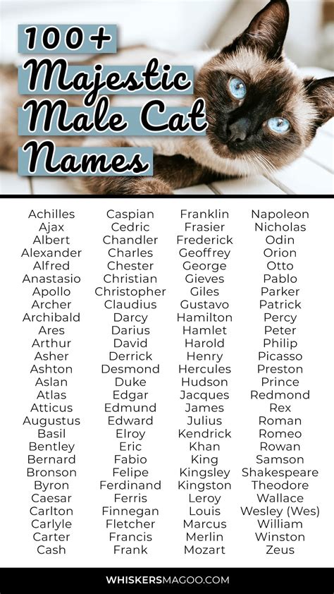100 majestic names for male cats – Artofit
