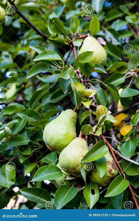 Green Bartlett Pears or Williams Pears Growing in Pear Tree Stock Image ...
