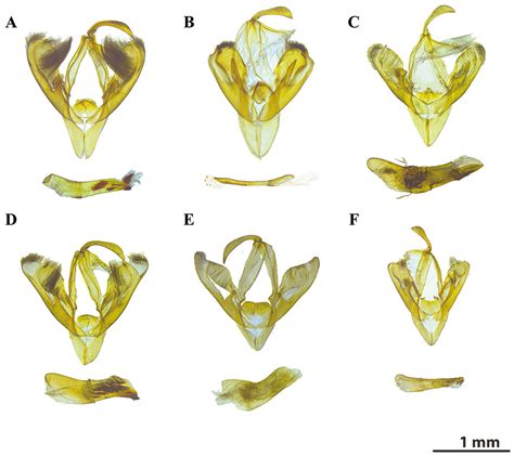 Taxonomic Revision of Vampire Moths of the Genus Calyptra (Lepidoptera ...