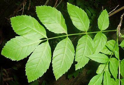 Ясень - Fraxinus. Флора Ульяновской области.