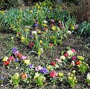 Image result for Spring Bunnies in Grass