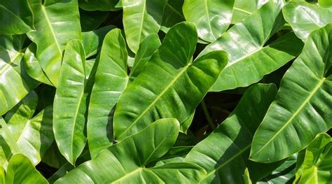 Runner Plant 的图像结果