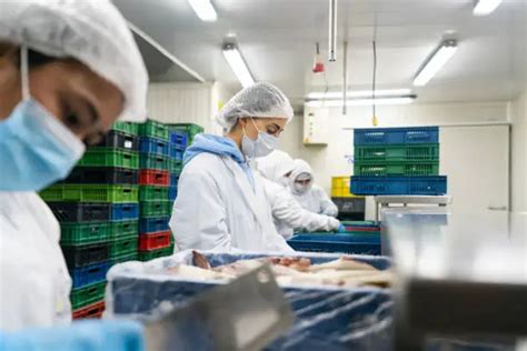 Image result for Fish Factory Tour